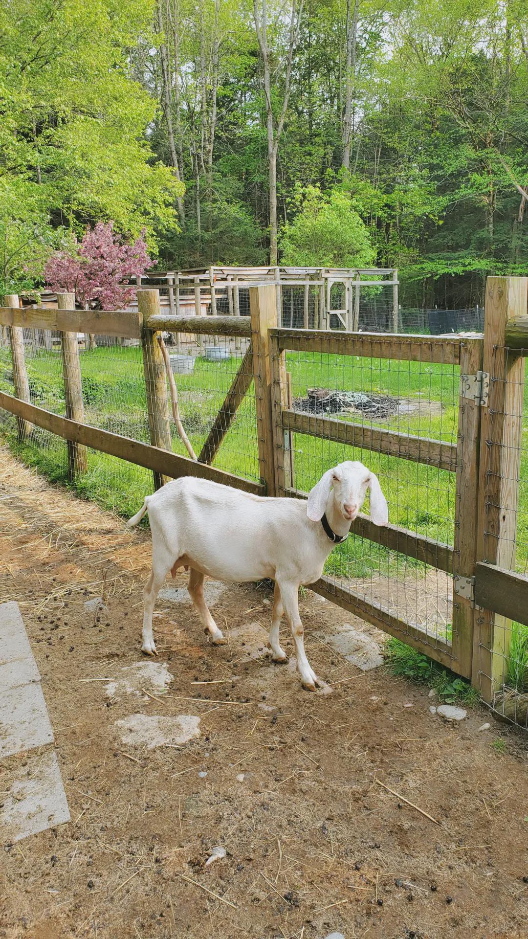 A beautiful blonde nubian goat doe named Toffee.