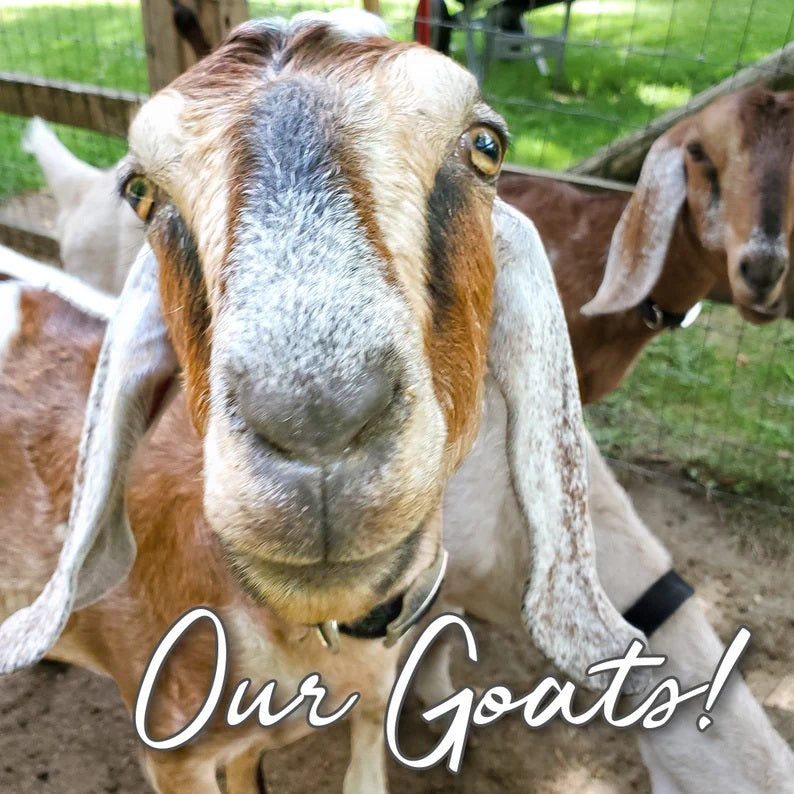 Close-up of a goat with the text 'Our Goats!' in the foreground.