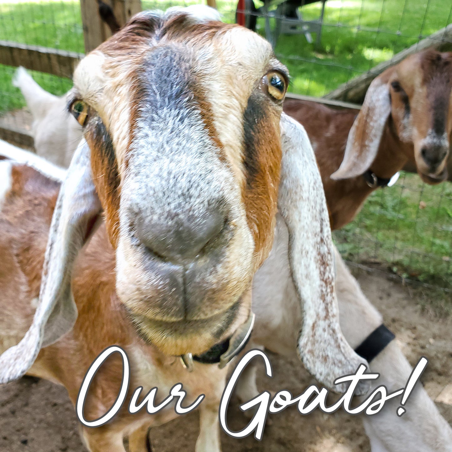Goat Milk Talc Free Body Powder Bulk Pack