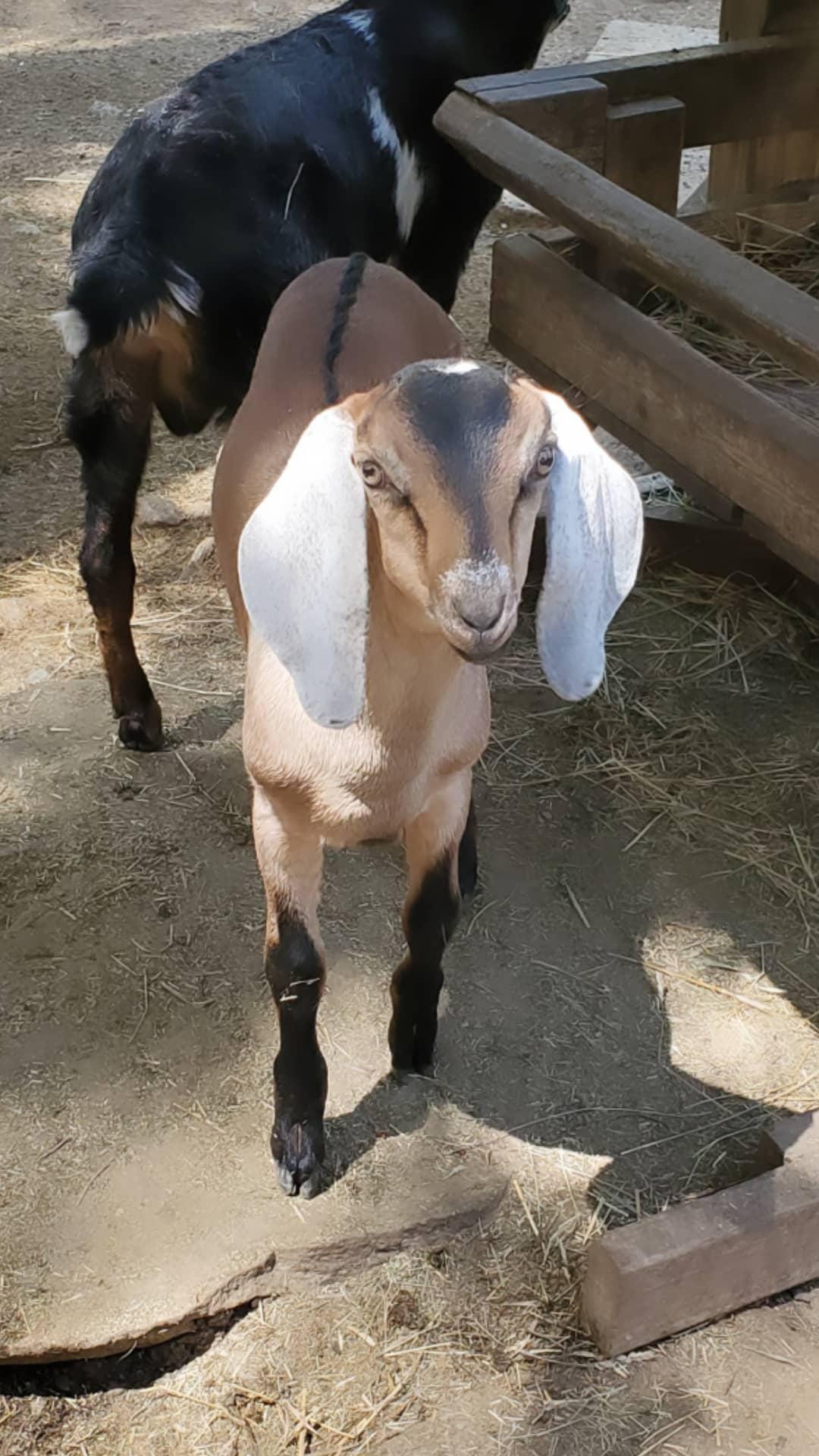 A beautiful brown goat with white ears.